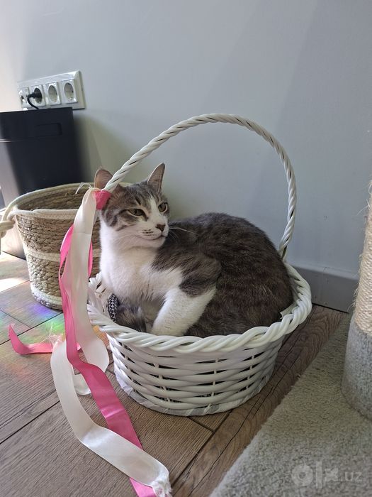 Котик мальчик кастрат