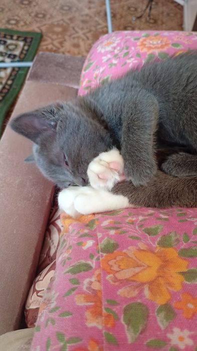 Отдам котят в добрые руки