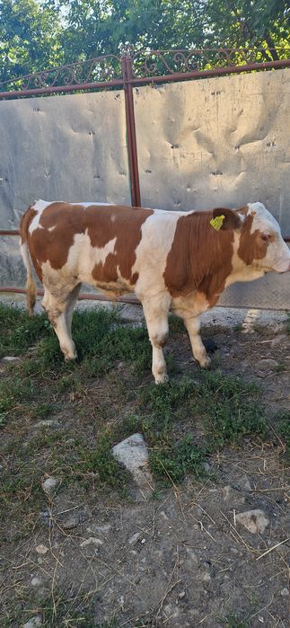 Vând vițel rasă Bălțată Românească, în vârstă de 2 luni și jumătate.