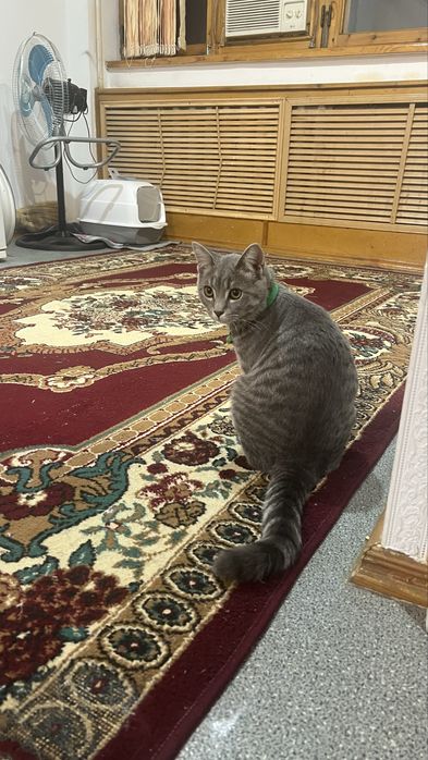 Отдам кота в добрые руки