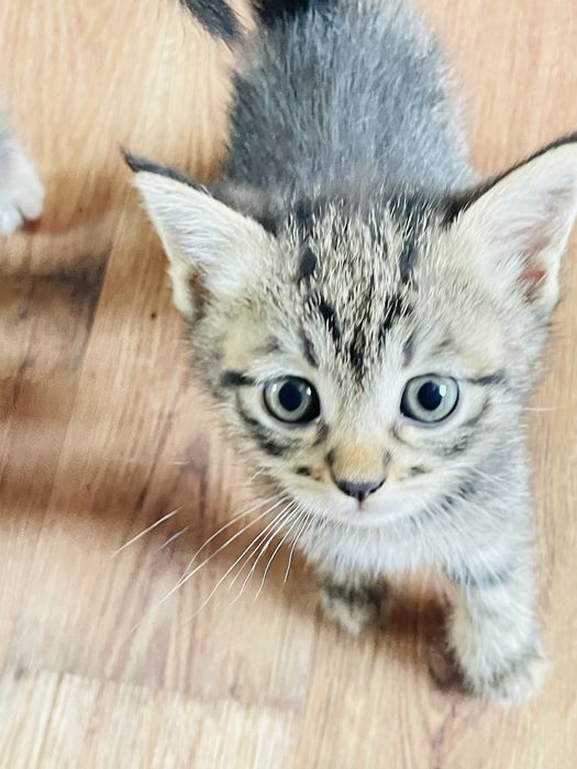отдам котенков в добрые руки