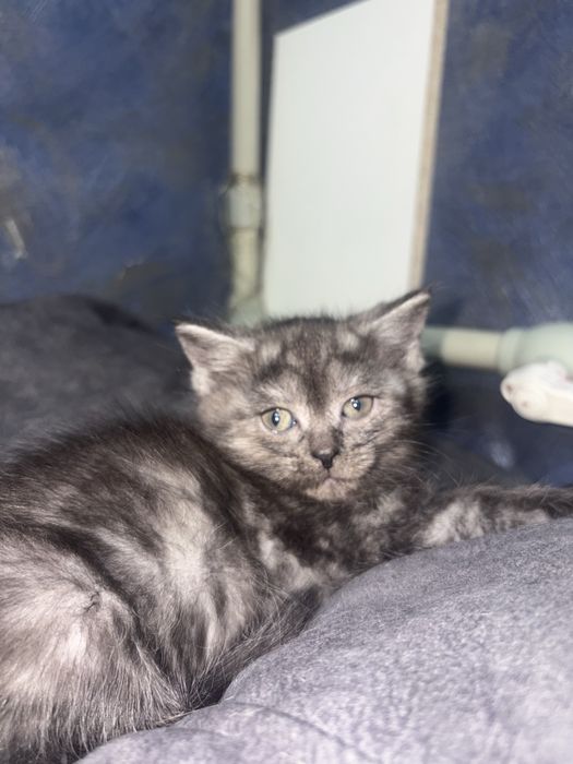 Котята, две девочки