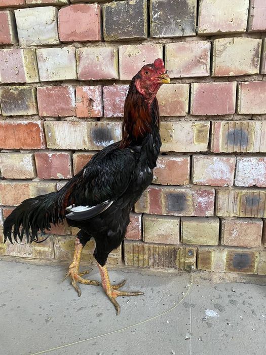 Dakan xoroz sotiladi