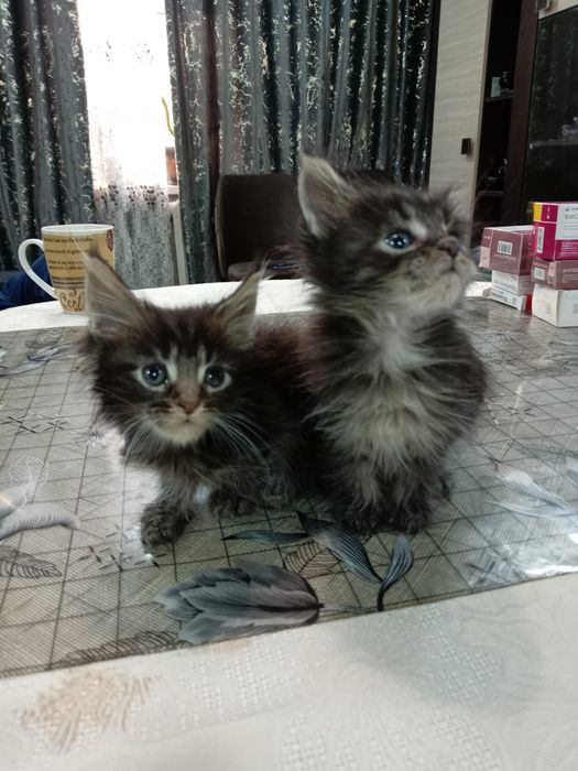 Котятки мейн-куна