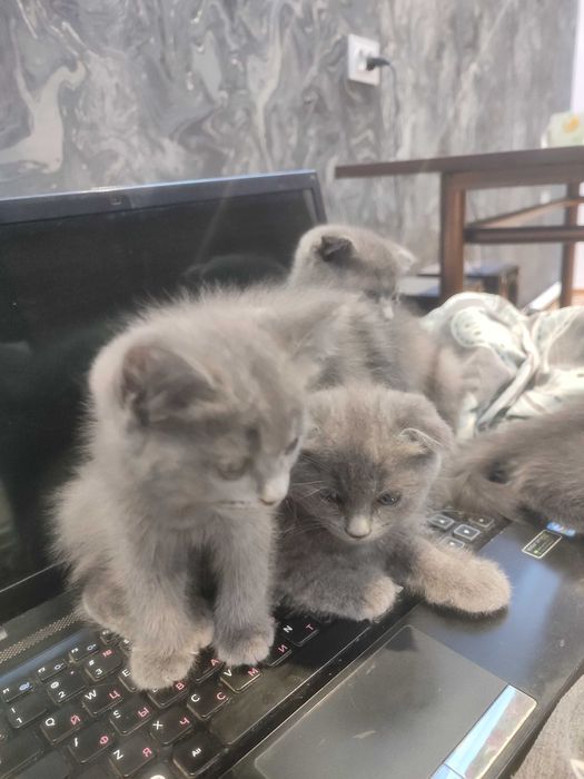 Мурчащие комочки счастья!Шотландские котята (фолды и страйт)