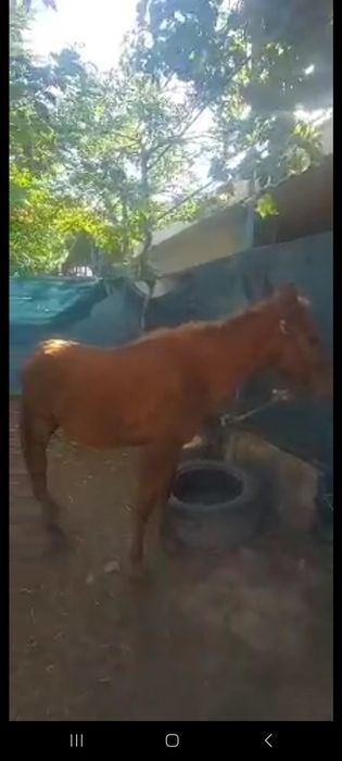Той ургочи сотилади