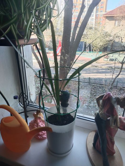 Шеффлера молодой кустик,кислица,фикус Бенджамина,финиковая пальма