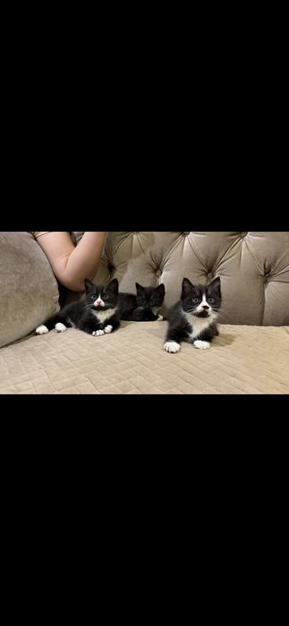 Британские котята 2 месяцев  им