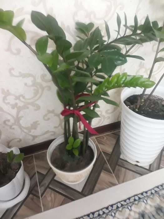 Комнатные цветы большие