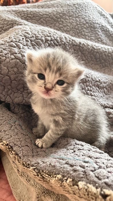 котята котята котята