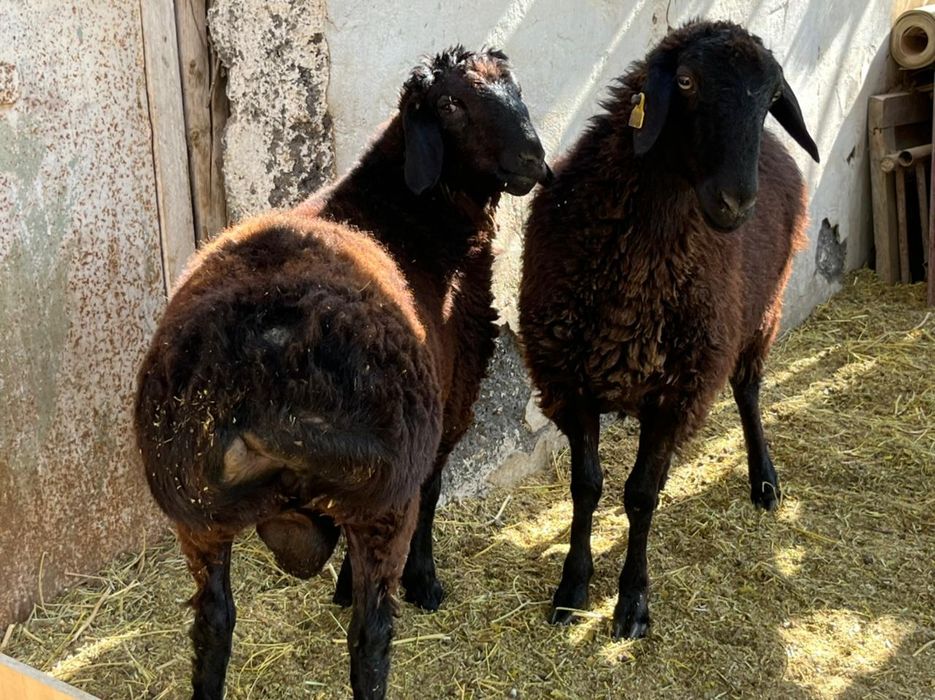 Кой      сатылады