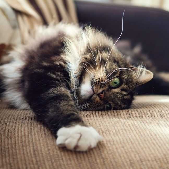 Pet sitter Timisoara