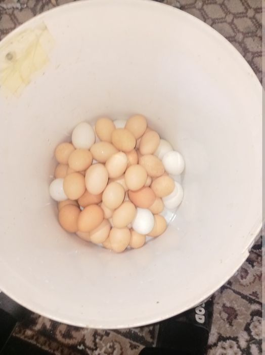 Яйца  инкубационные.