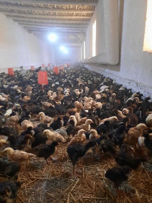 Уй товук жужалари Хоразм Кушкупирда