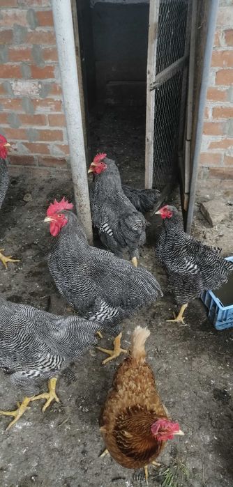 plimut rock barat..cocos