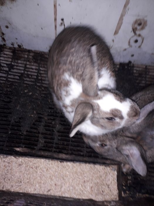 Кролик живой вес кг 60т