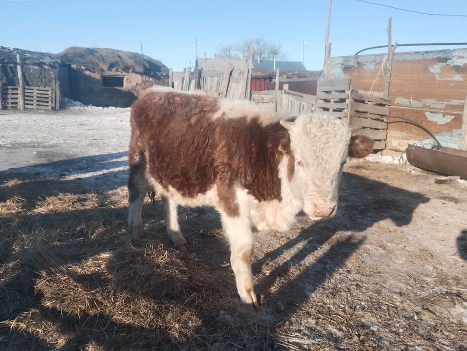 Еркек бұқа сатылады.