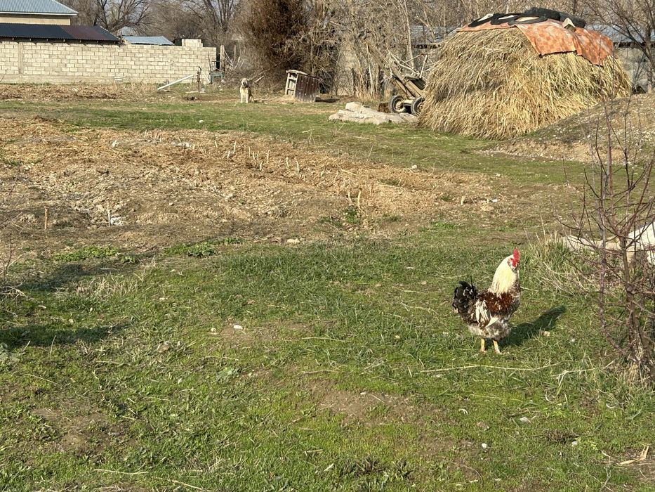 Қораз сатылады. Жас қораз