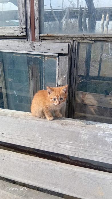 Отдам котят в добрые руки