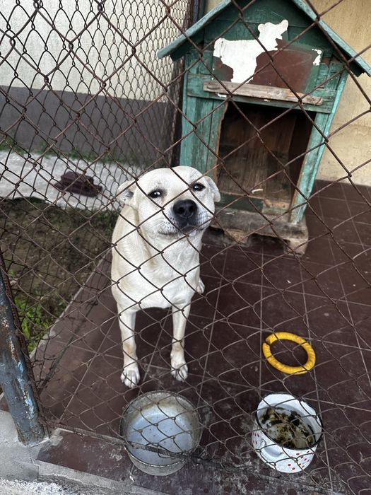 Отдам в хорошие руки