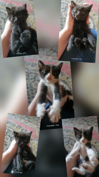 Котята в добрые руки