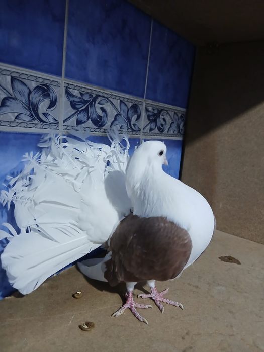 Продам самец павлин