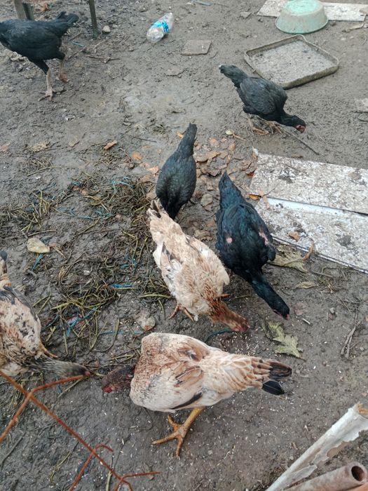 Обмен варианты или продам