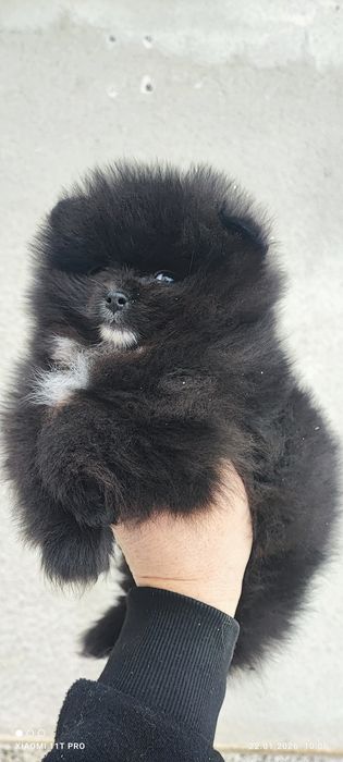 Померан,померанче