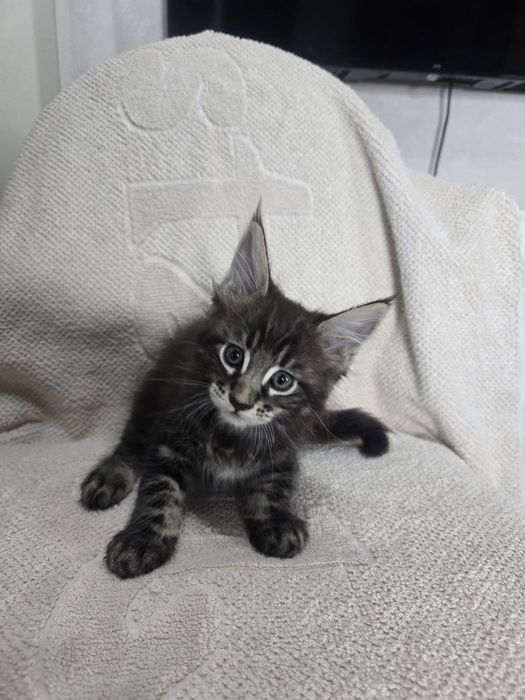 Котята породы Мейн-кун.Готовы к переезду!
