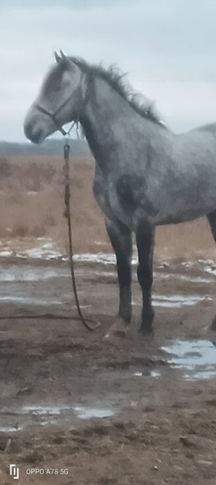 Жеребец для кокпара