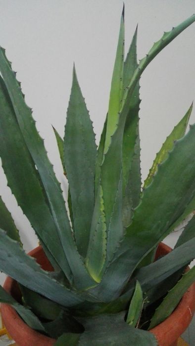 Flori ornamentale AGAVA AMERICANĂ