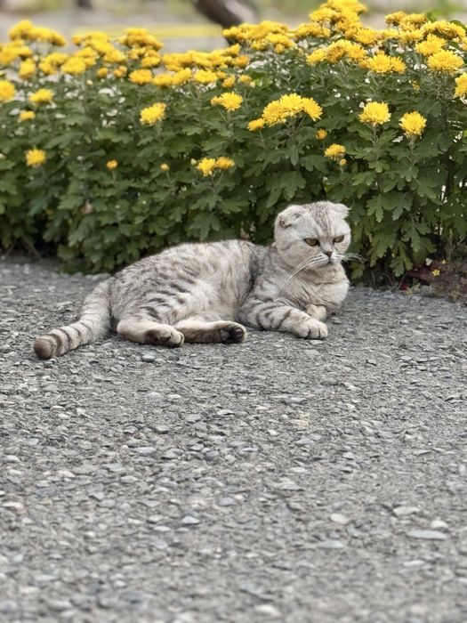 Scottish Fold sotiladi