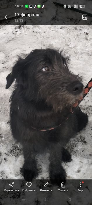 Отдаем девчулек - красотулек ответственным  людям.