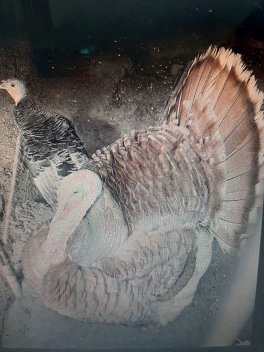 pasari de casa de vanzare