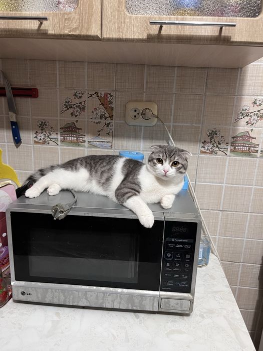 Шотландские кошка