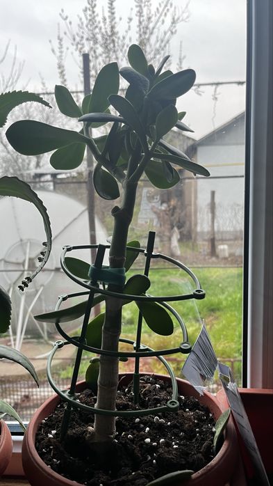 Цветы есть в наличии