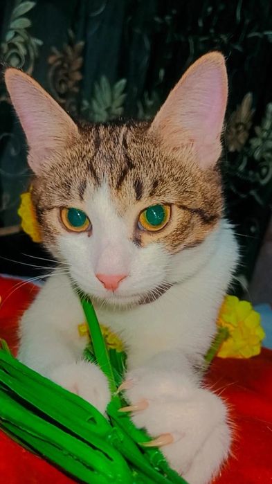 Очень красивые котятки