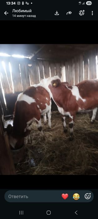 Продам телят 350 000 тыс каждая есть торг