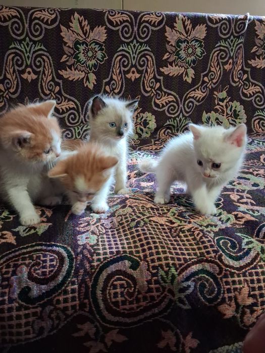 Отдам котят в хорошие руки