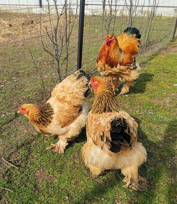 Păsări rasa brahma