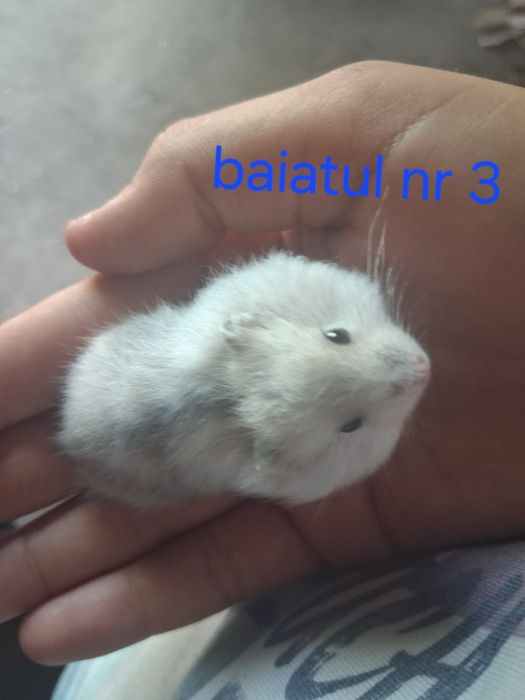 Vand pui de  hamsteri sirieni