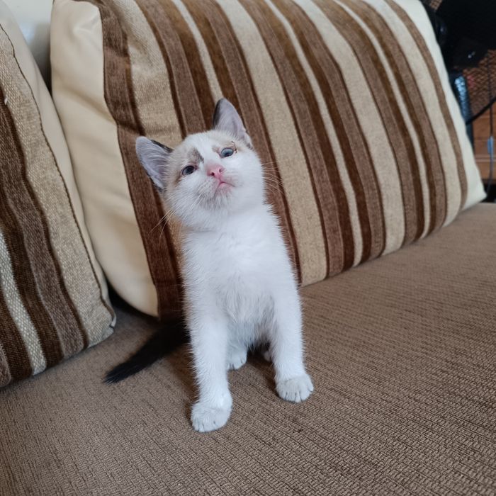 Котята домашние !!!