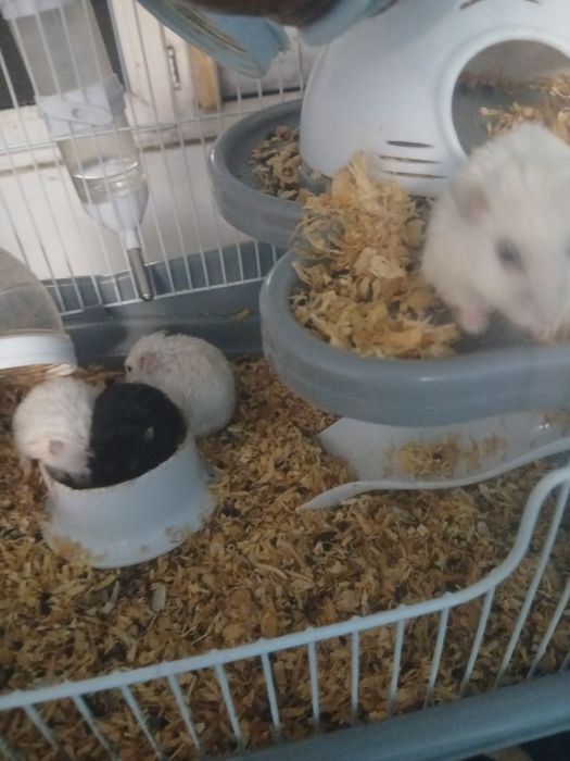 Vând hamsteri  pitici