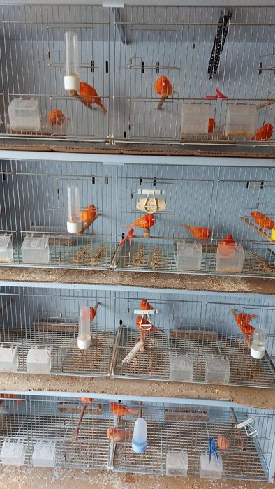 Канарчета,цветни и глостери