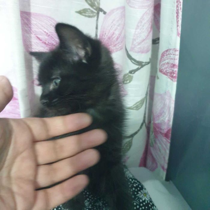 Котята от породистых родителей