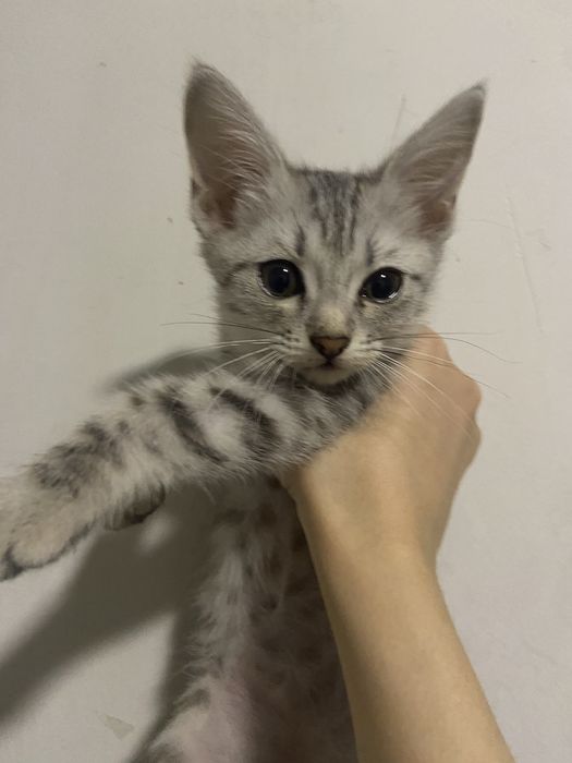 отдам котят в хорошие руки