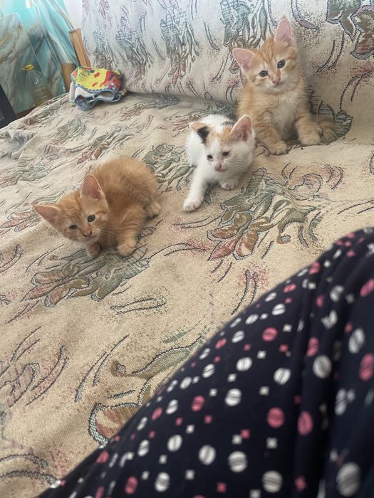 Домашние котята