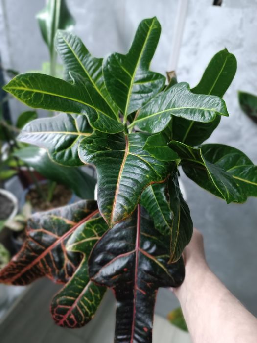 Продам комнатные растения