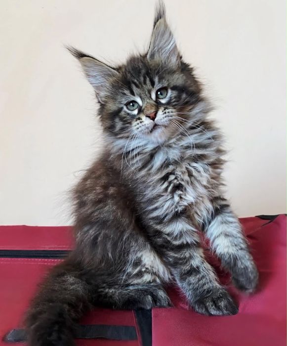 Котята мейн-кун из проф питомника.
