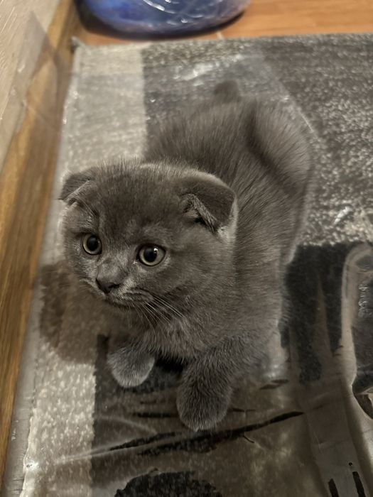 Парода Шатланский